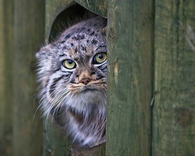 Manul 4